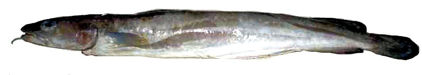 Molva molva_05555